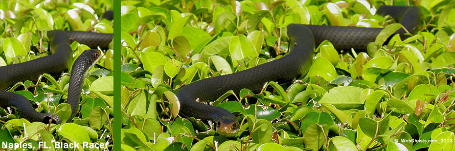 Forida Black Racer Snake -- © www.WebGhosts.com